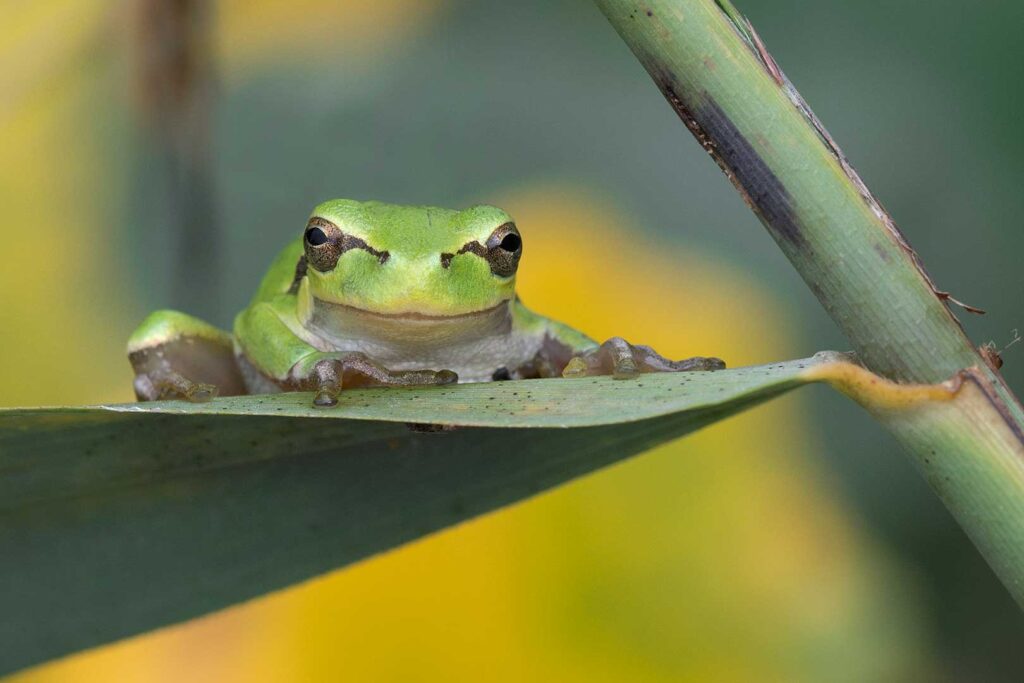 Oordeel: Malay lacewing (Cethosia hypsea) - Shoot Oordeel: Malay lacewing (Cethosia hypsea) - Shoot